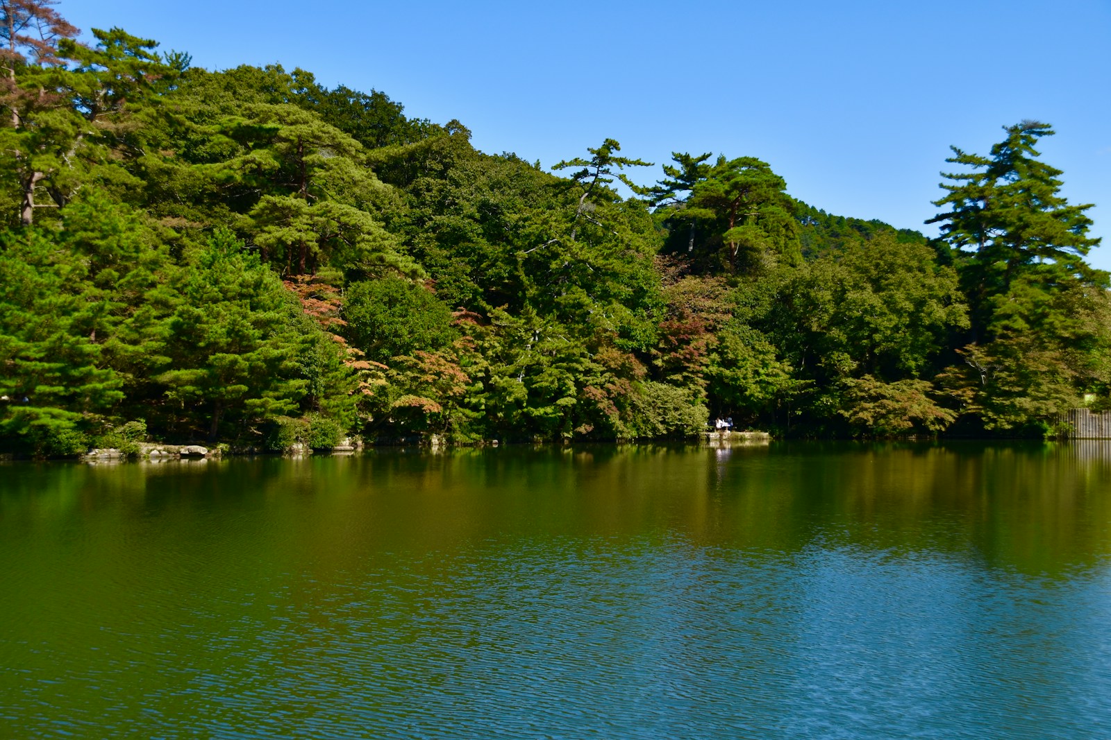 A large body of water surrounded by trees
